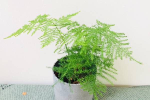 文竹怎么養(yǎng)才能瘋長(zhǎng)，修剪枝葉非常重要