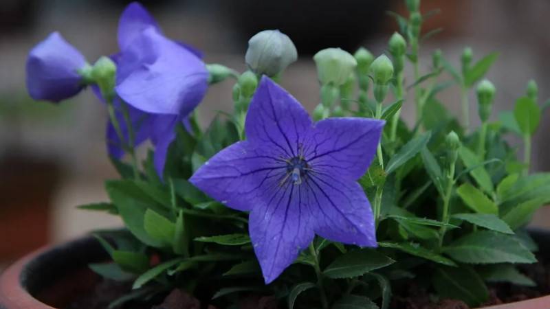 牽?；òl(fā)芽了怎么養(yǎng)