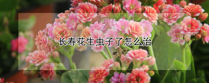 長(zhǎng)壽花生蟲子了怎么治