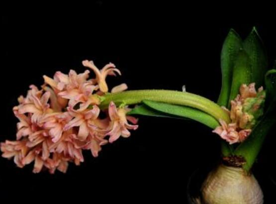 風(fēng)信子好種嗎，做好這五點(diǎn)就能生根發(fā)芽(存活率高)
