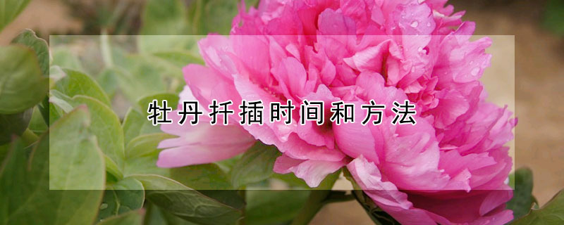 牡丹扦插時(shí)間和方法