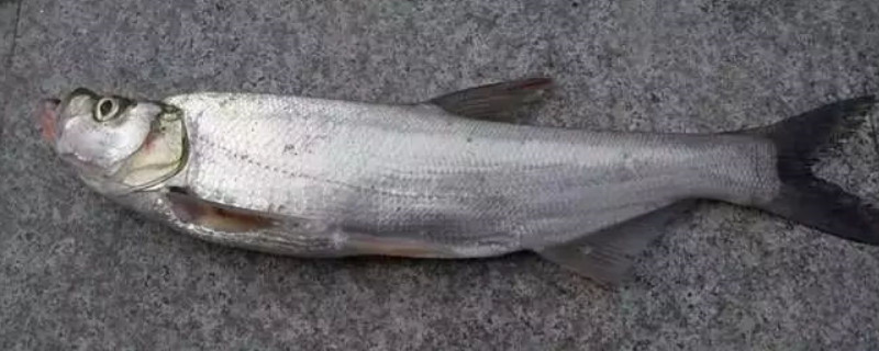 翹嘴魚吃什么食物