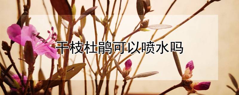 干枝杜鵑可以噴水嗎