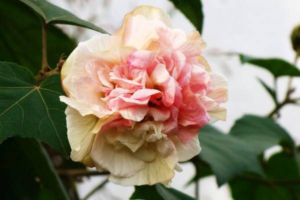 芙蓉花長(zhǎng)在水里嗎