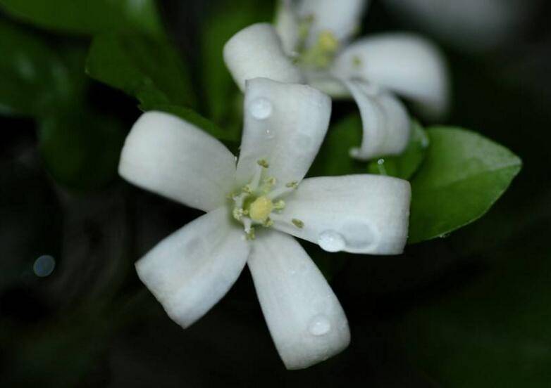 九里香花可以吃嗎，能吃/但是常被當(dāng)做藥物使用