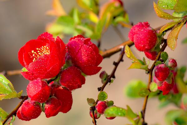 怎樣養(yǎng)好海棠花，海棠花養(yǎng)殖5大要點