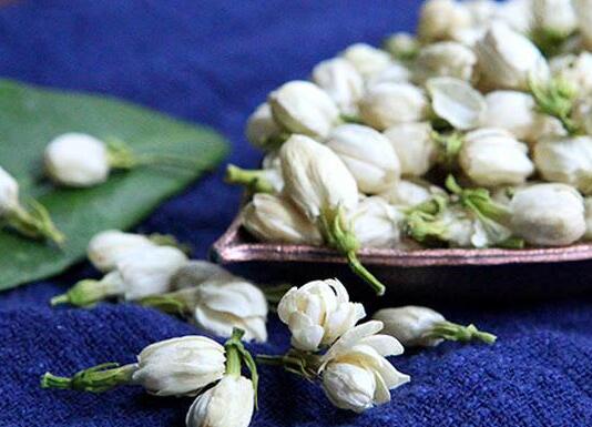 茉莉的花語，地區(qū)和數(shù)量不同代表的寓意也不同