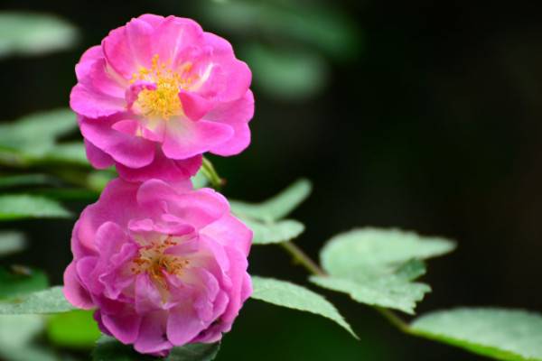 薔薇花的養(yǎng)殖方法和注意事項(xiàng)