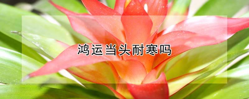 鴻運當(dāng)頭耐寒嗎