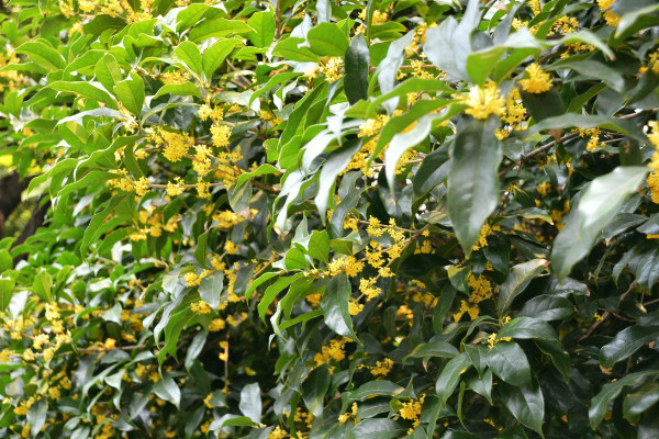 桂花掉葉子是怎么回事，澆水/施肥/溫度/通風不暢導致