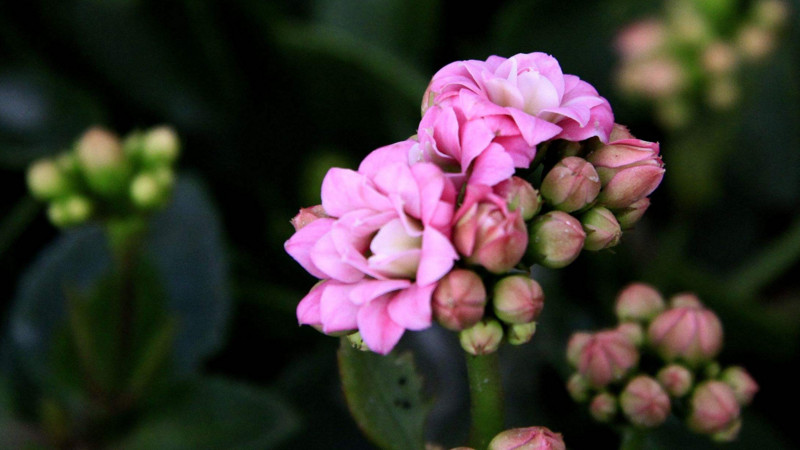 長壽花怎么延長花期