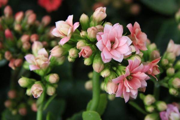 長(zhǎng)壽花怎么不開花，光照不足澆水不當(dāng)