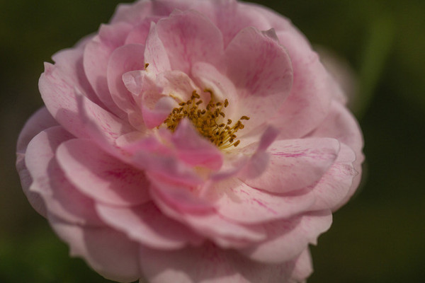 爬藤薔薇花怎樣過冬