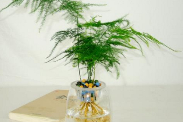 文竹可以水培嗎，可以水培需做好養(yǎng)護工作