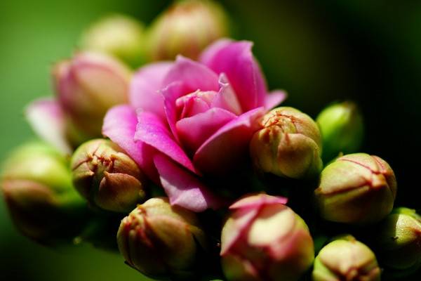 長壽花不開花怎么辦，可補(bǔ)充光照每年打頂兩次