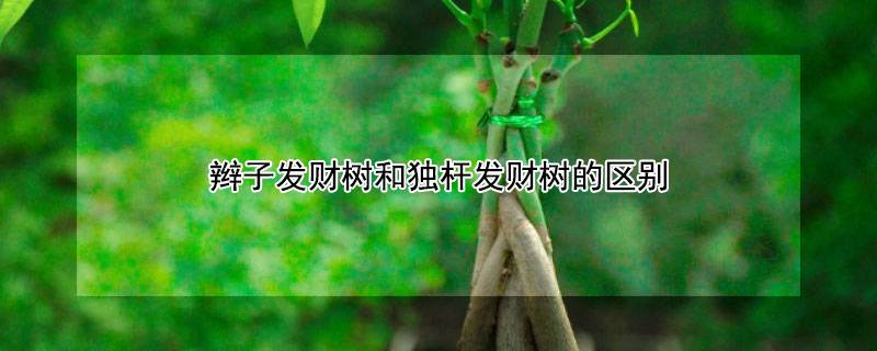 辮子發(fā)財(cái)樹和獨(dú)桿發(fā)財(cái)樹的區(qū)別