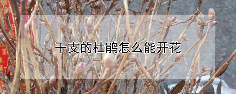 干支的杜鵑怎么能開花