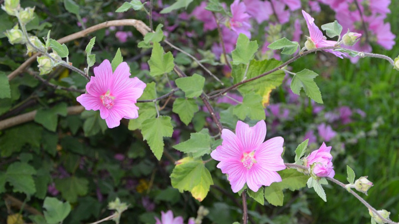 芙蓉花是什么季節(jié)開的