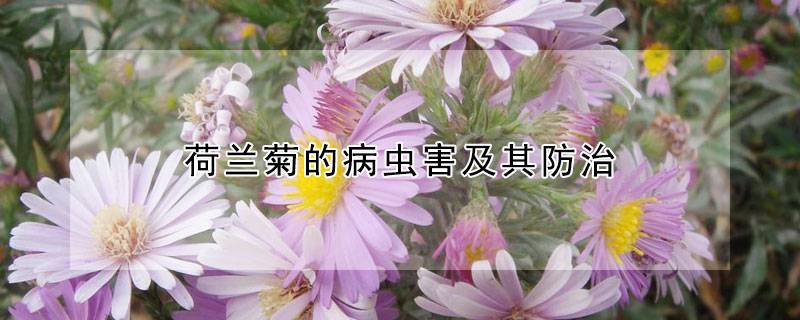 荷蘭菊的病蟲(chóng)害及其防治