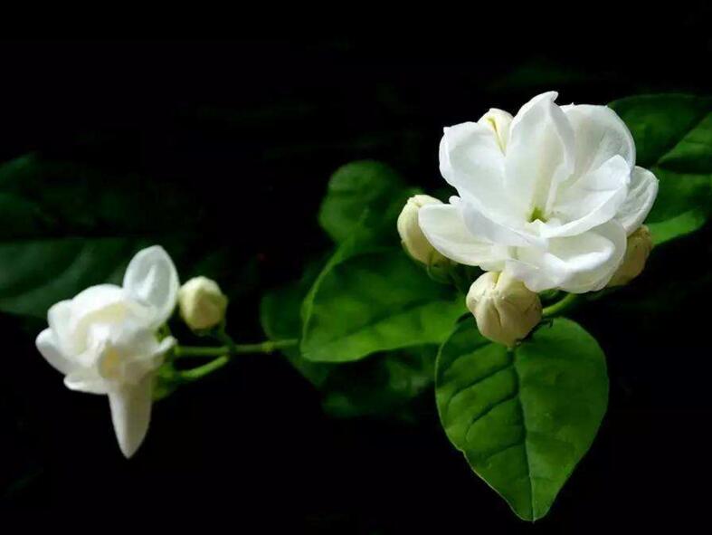 茉莉的花語，地區(qū)和數(shù)量不同代表的寓意也不同