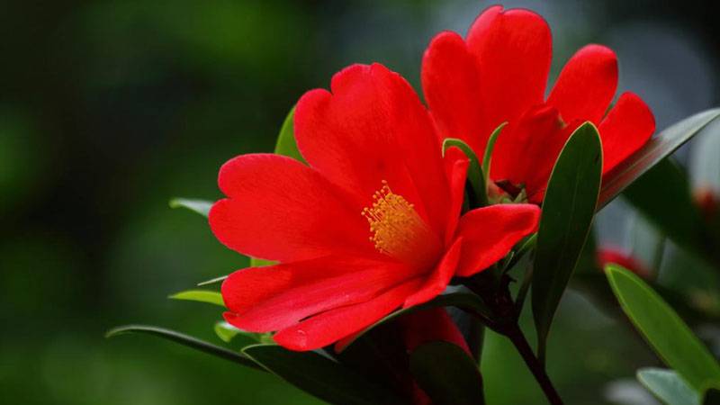 茶花杜鵑的養(yǎng)殖方法及注意事項
