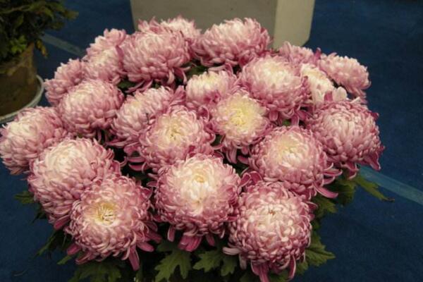 菊花葉子枯萎了怎么辦，找到病害原因并及時(shí)處理