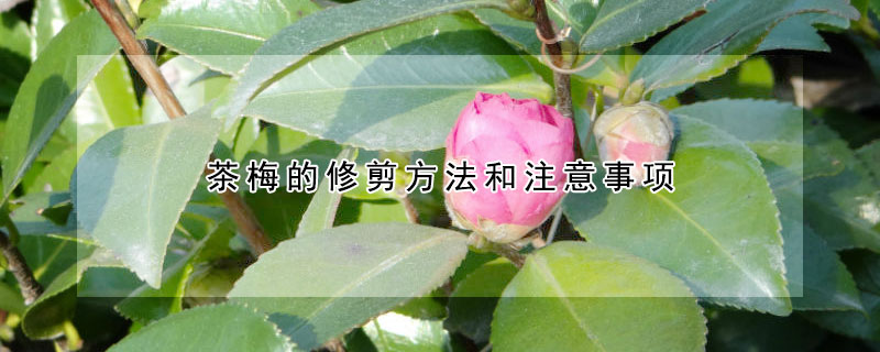 茶梅的修剪方法和注意事項(xiàng)