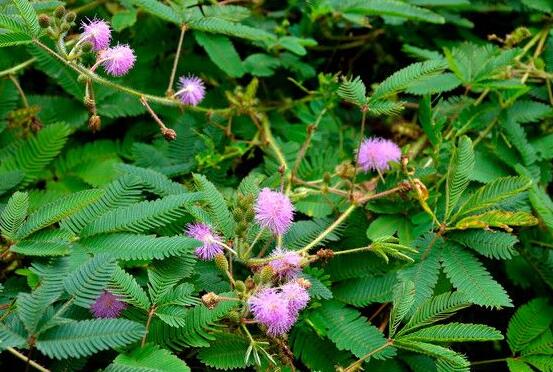 含羞草怎么養(yǎng)開(kāi)花，注意盆土配置、光照充足