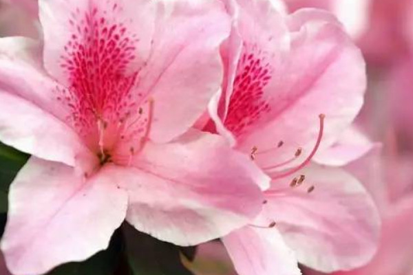杜鵑花夏季如何養(yǎng)護(hù)