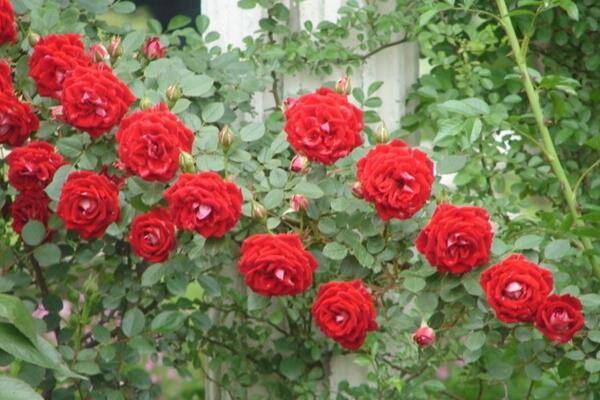 薔薇花什么季節(jié)種植，一年四季都可以