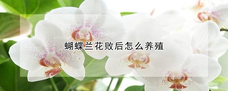蝴蝶蘭花敗后怎么養(yǎng)殖