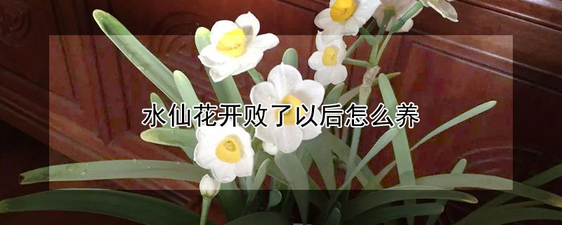水仙花開敗了以后怎么養(yǎng)