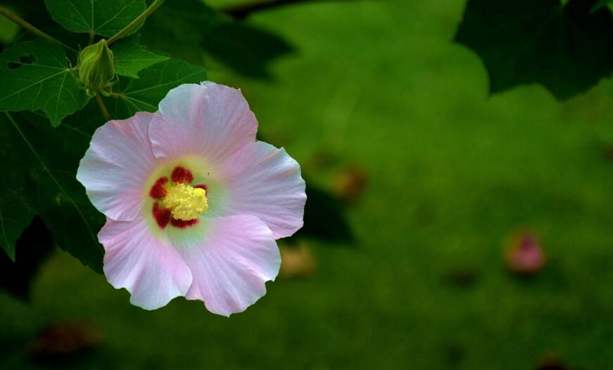 木芙蓉花什么時(shí)候開花，在每年的8到11月份開花