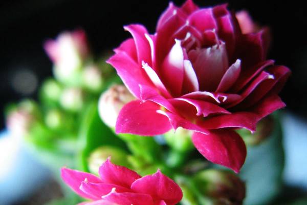 長(zhǎng)壽花冬天開花嗎