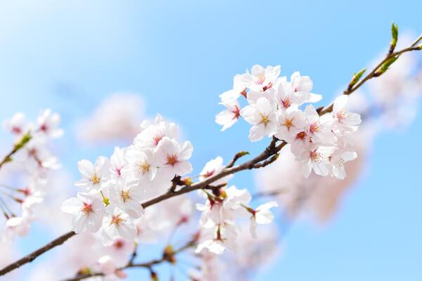 櫻花秋季養(yǎng)護(hù)的要點(diǎn)，必須要牢記以下5點(diǎn)