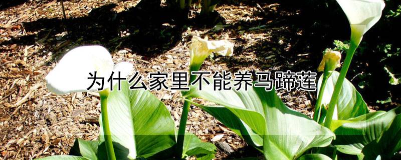 為什么家里不能養(yǎng)馬蹄蓮