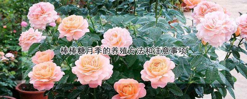棒棒糖月季的養(yǎng)殖方法和注意事項(xiàng)