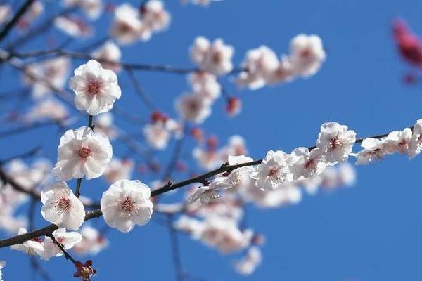 梅花冬季室內(nèi)怎么養(yǎng)