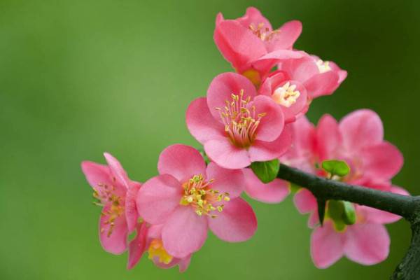 海棠花的養(yǎng)殖方法和注意事項(xiàng)，生長(zhǎng)旺期及時(shí)追肥