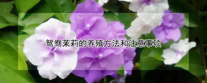 鴛鴦茉莉的養(yǎng)殖方法和注意事項(xiàng)
