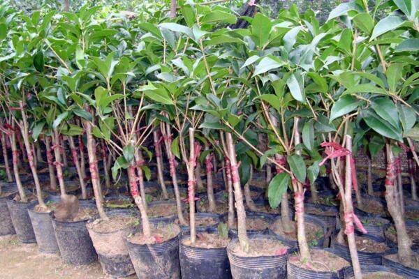 盆栽桂花移栽后管理方法，讓植株盡快適應(yīng)是關(guān)鍵