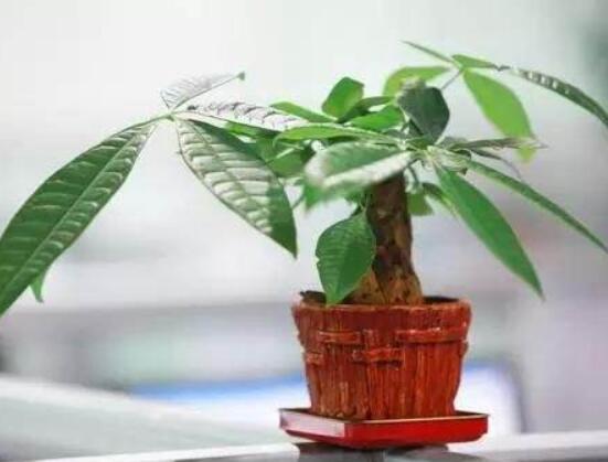 家里養(yǎng)的發(fā)財樹葉子發(fā)黃怎么辦，教你四種最有效的解決方法恢復綠意
