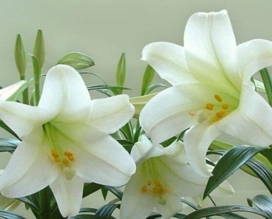 百合花盆栽的養(yǎng)殖方法，老農(nóng)教你最簡單六種基本養(yǎng)殖方法
