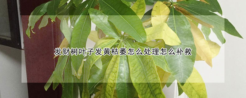發(fā)財(cái)樹葉子發(fā)黃枯萎怎么處理怎么補(bǔ)救