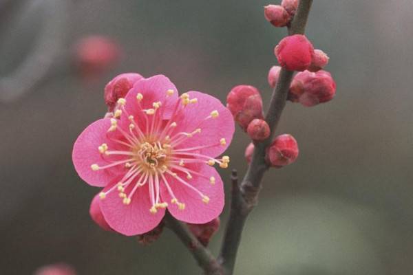 北方盆栽梅花怎么過(guò)冬