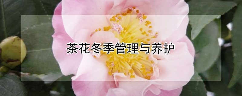 茶花冬季管理與養(yǎng)護
