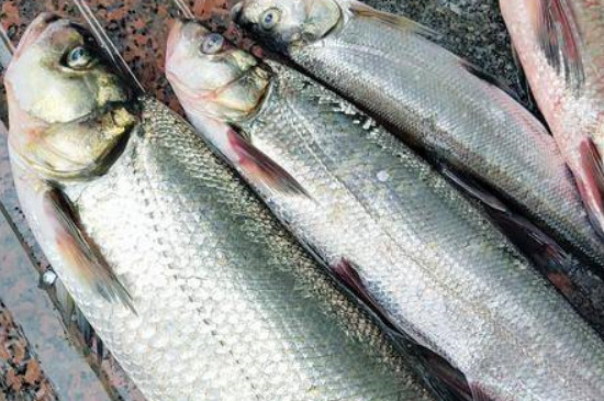翹嘴魚吃什么食物