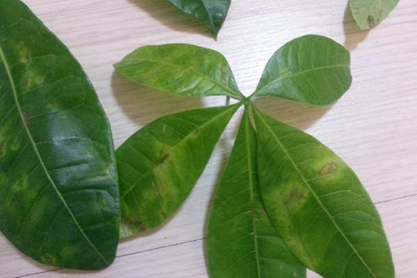 發(fā)財樹葉子發(fā)黃有斑點怎么辦，可針對性做好排水遮陰等工作