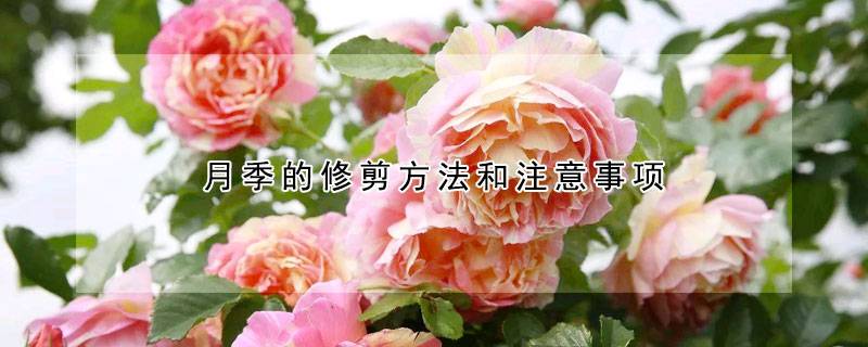 月季的修剪方法和注意事項