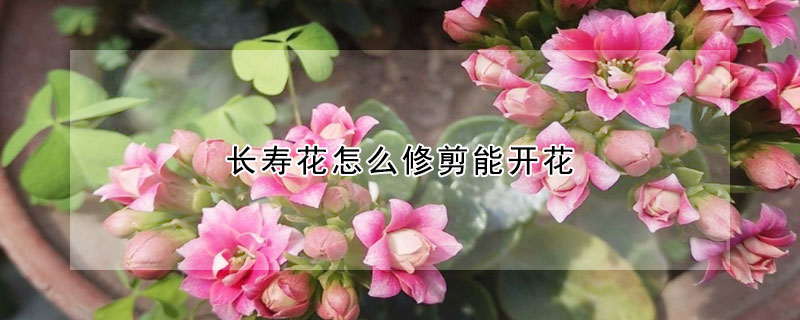 長壽花怎么修剪能開花